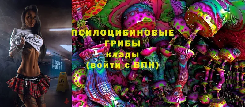 OMG рабочий сайт  цена   Кингисепп  Галлюциногенные грибы Psilocybine cubensis 